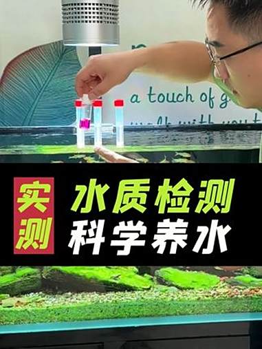 如何知道鱼缸水质好不好,为什么病鱼死鱼,水发白?硝化系统是如何建立的?养鱼日记 鱼缸水质检