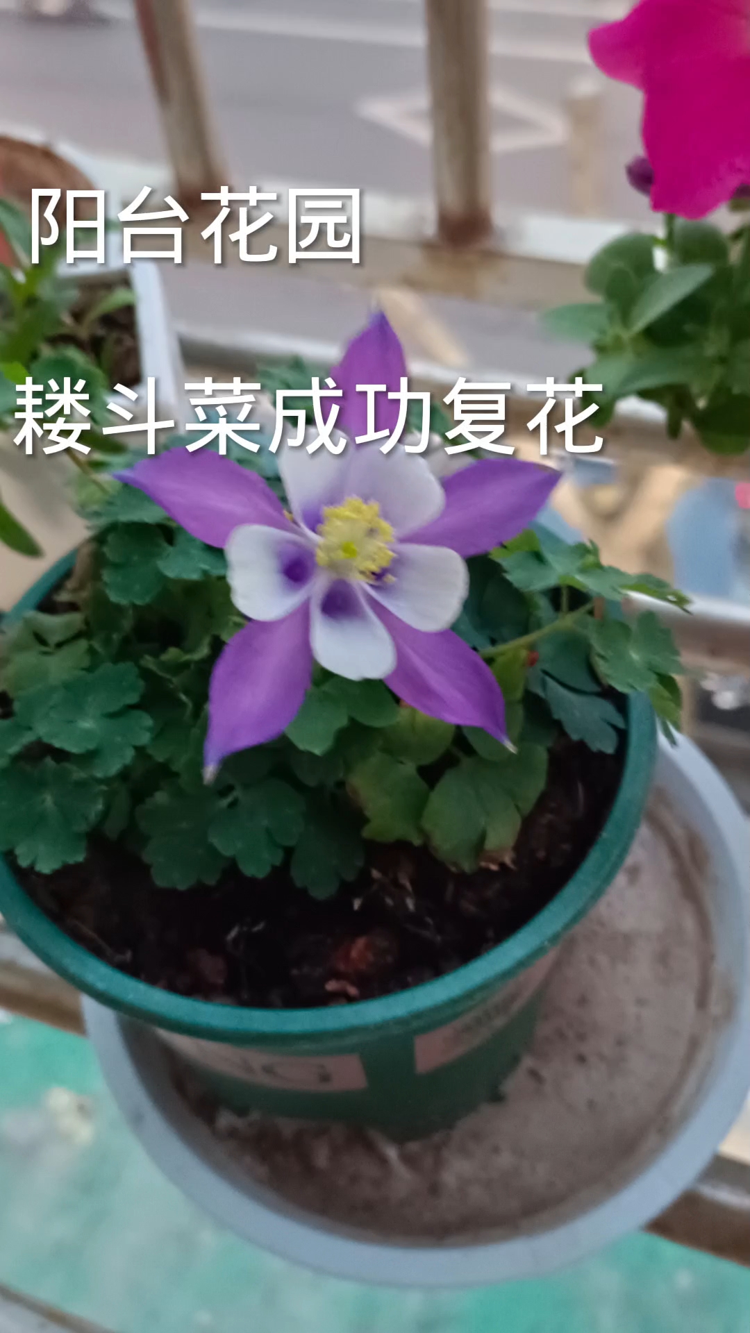 耧斗菜开花辣