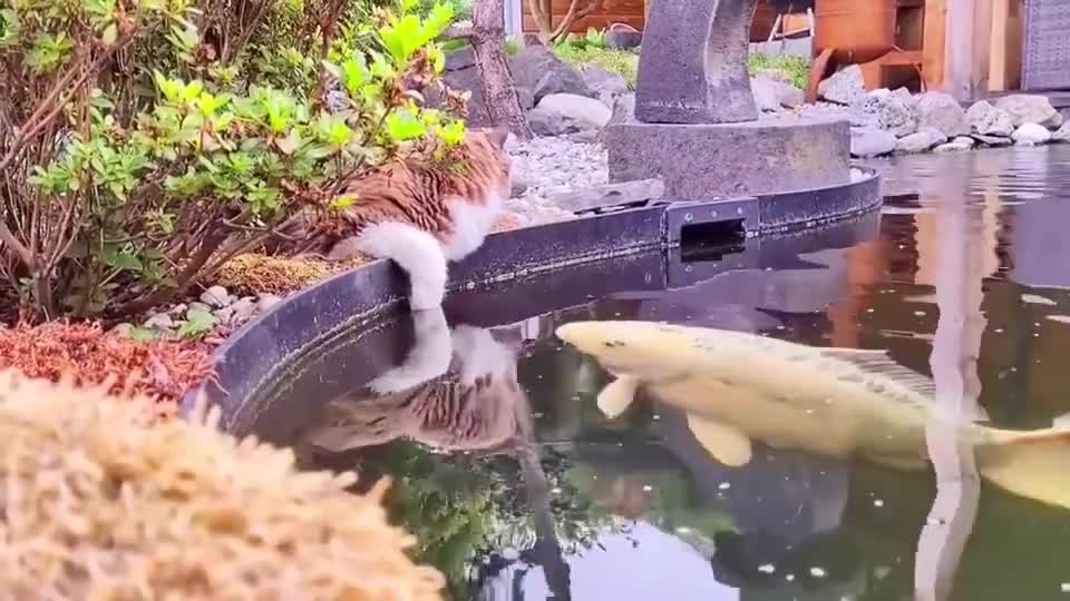 猫和鱼的爱情。&nbsp;&nbsp;#职场修炼手册##不一样的人生#