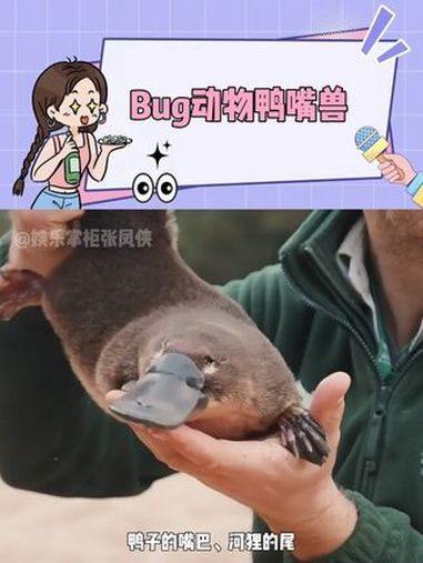 上帝用剩余的零件拼凑了鸭嘴兽 奇闻奇事 动物世界 涨见识 内容启发搜索 科普