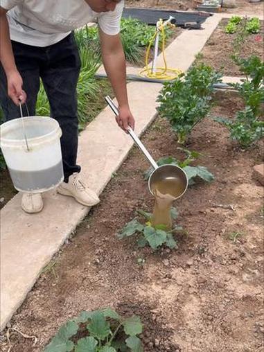 发酵好的菜籽饼肥,不仅肥力足不烧根苗,而且能让瓜果口感更好#蔬菜种植 #发酵菜籽饼 #菜籽