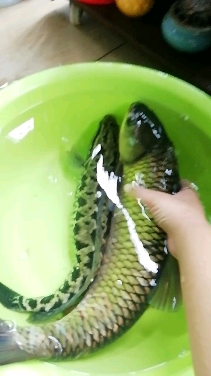 作者平板有些卡,没有给你们看到清江鱼的入缸。