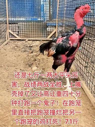 还是七斤一两大平头厉害,战绩两战全胜,上嘴壳掉了又让高让重四十分钟打跑一个鬼子!在跑笼里直