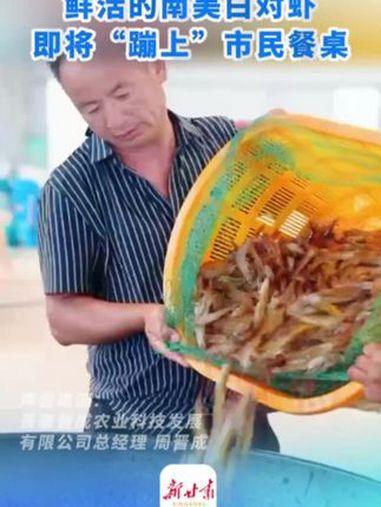 进入初秋,时间来到收获的季节,白银景泰水产养殖基地迎来丰收季,鲜活的南美白对虾即将“蹦上”