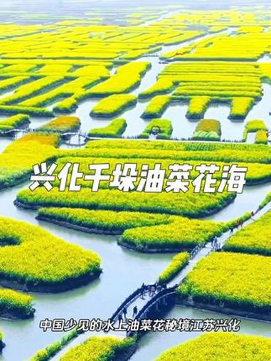 在兴化千垛水上油菜花海,邂逅春日限定浪漫 这里是全球四大花海之一,中国少见的水上油菜花秘境