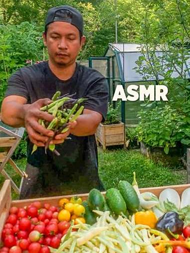 「4K」超高清原声摘菜,菜园摘满三个托盘合集 助眠 新农人计划 我的小菜园 自己种的纯天然