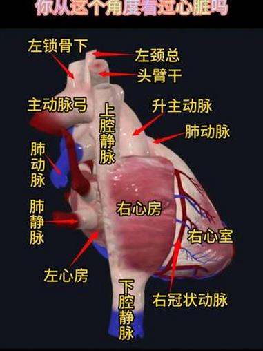 心脏结构右面,你从这个角度看过心脏吗#心脏 #心脏结构 #心脏解剖 #心脏病 #心血管外科