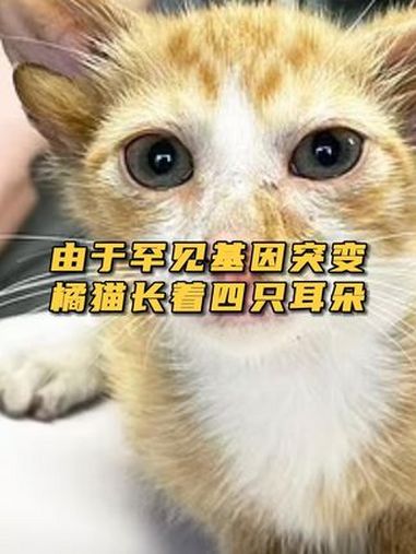 由于罕见基因突变,美国田纳西州一收容所内的一只橘猫长着四只耳朵,该特征由隐性突变引起,虽然