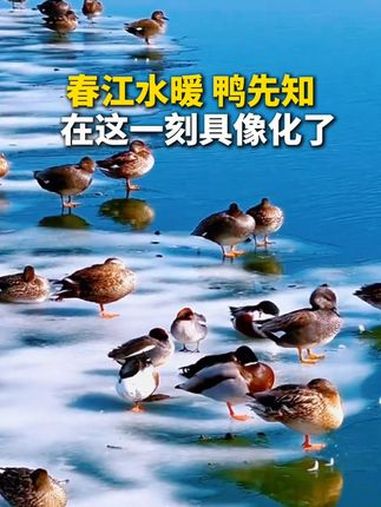 “春江水暖,鸭先知”,在这一刻具像化了。万物皆有灵性 神奇动物在抖音 放松心情 旅游