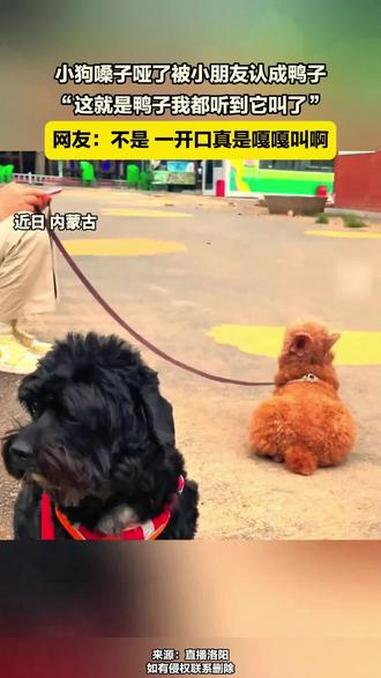 小狗嗓子哑了被小朋友认成鸭子，“这就是鸭子我都听到它叫了”。网友：不是，一开口真是嘎嘎叫啊