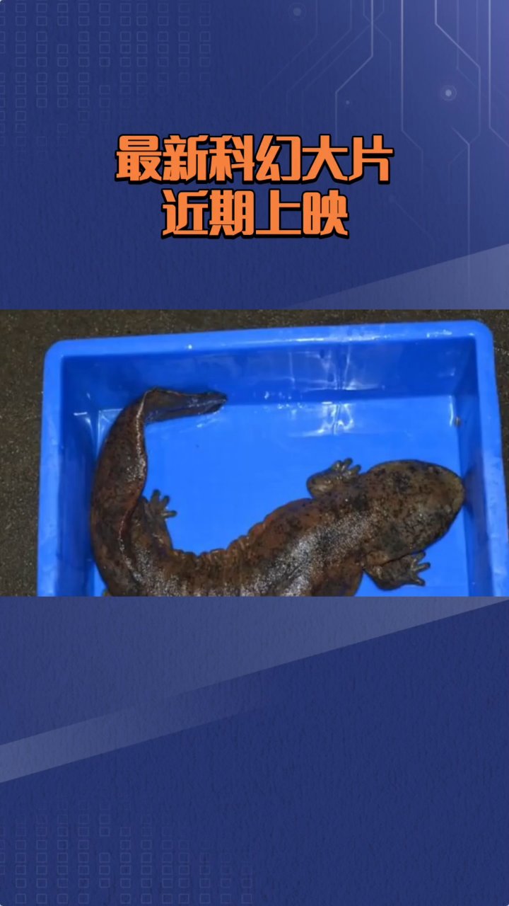 娃娃鱼