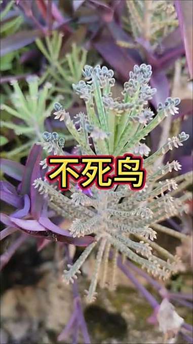 这就是多肉不死鸟,据说还是一种招才的植物 植物科普小知识 草本植物 原创视频