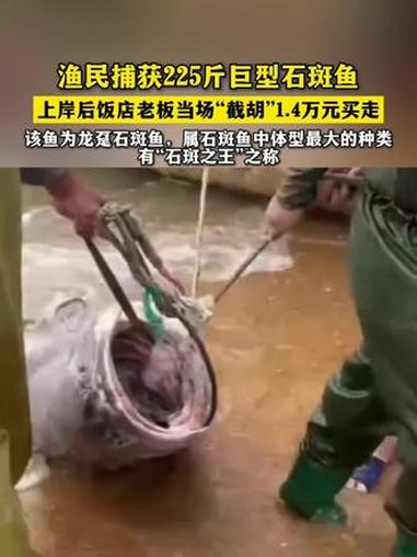 近日,海南渔民捞起了225斤重的巨型石斑鱼,抬上岸以后,就被收购商收购走了,总计1.4万余