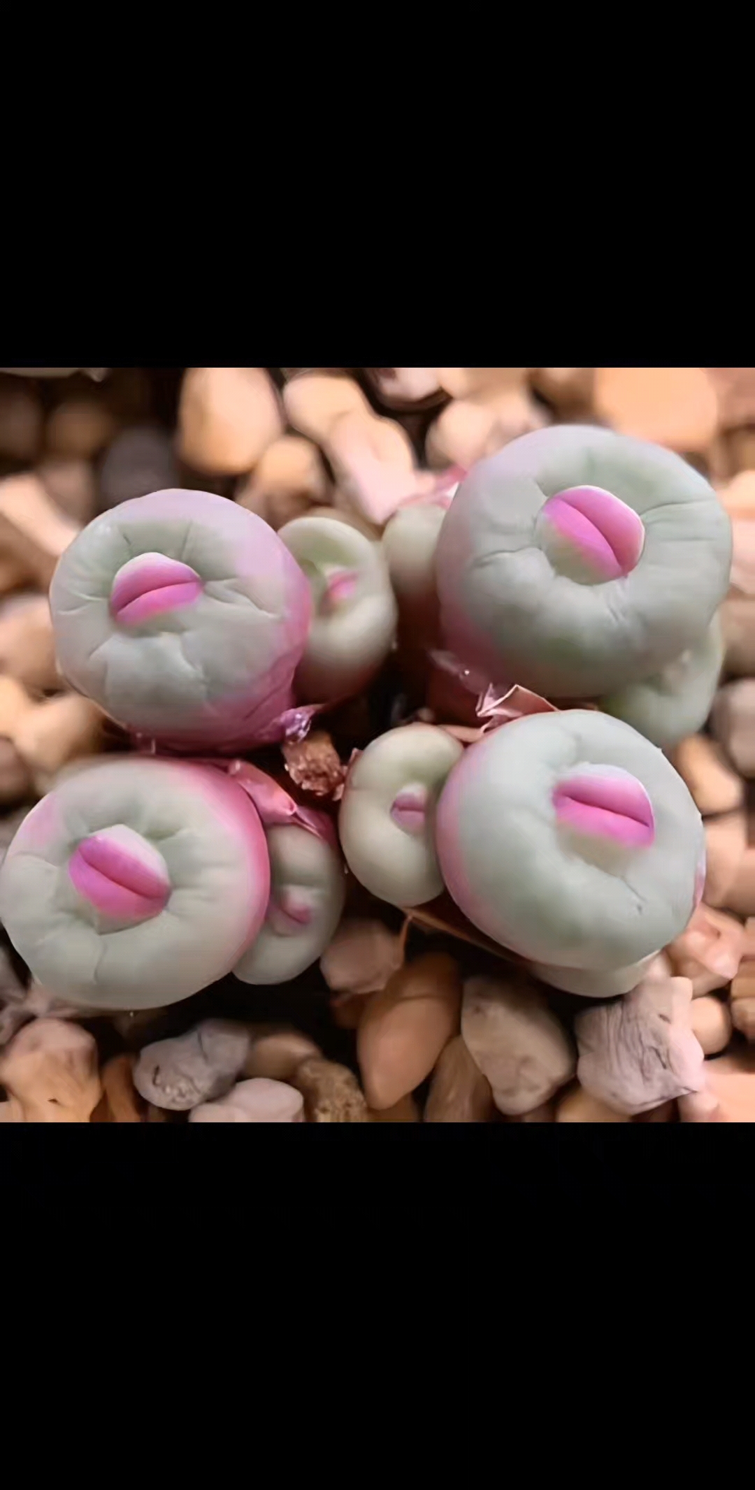 众草拾趣——肉锥小红嘴