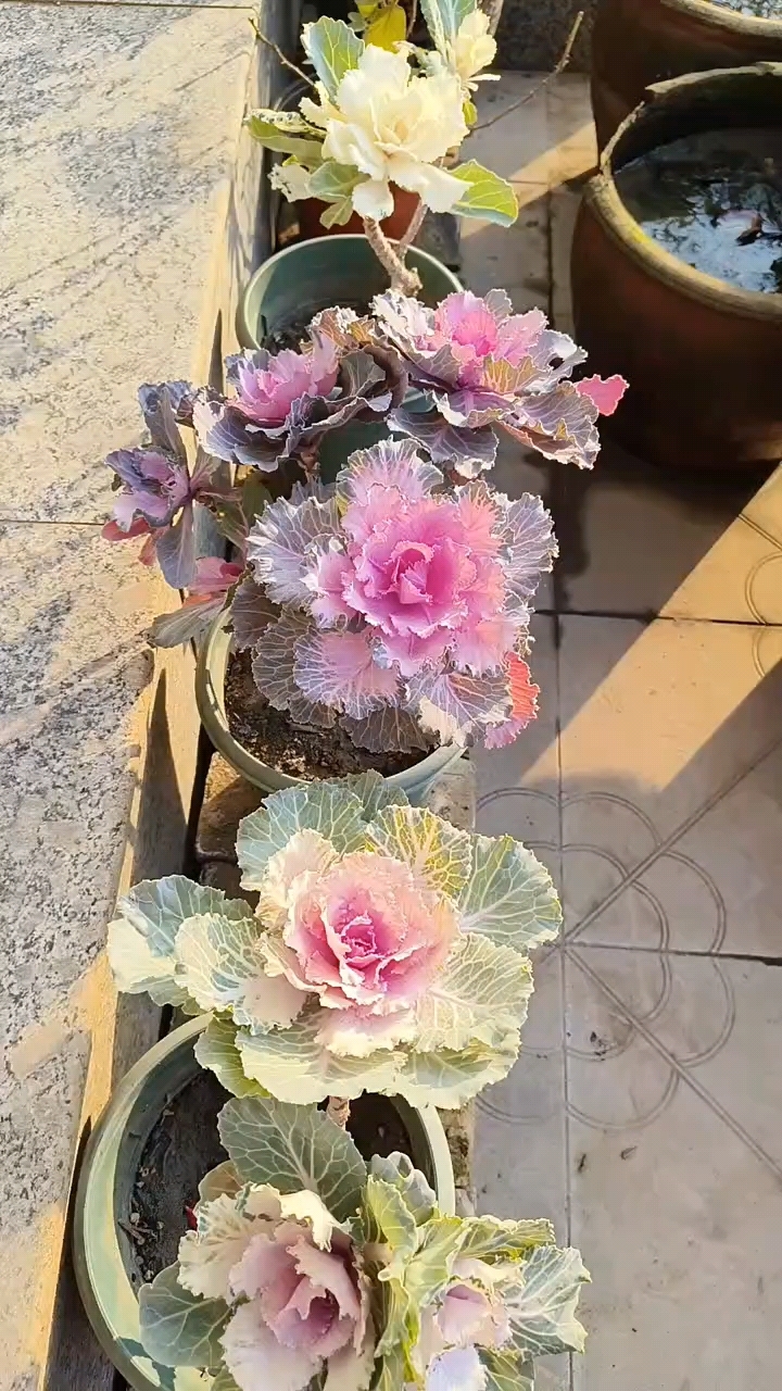 众草拾趣——包菜花