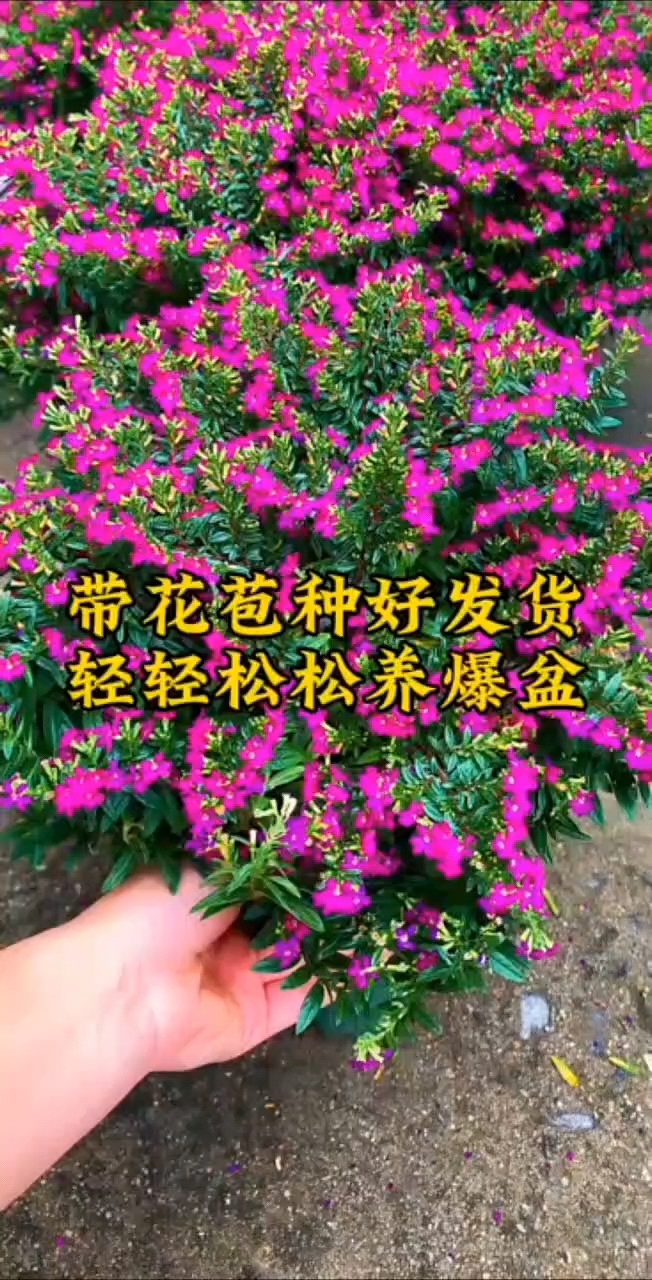 众草拾趣——满天星