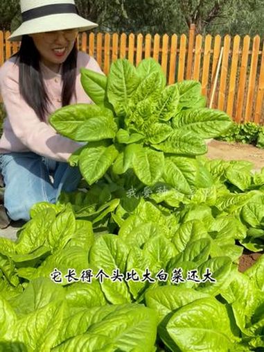 九月份你啥菜不种,也别忘记种点沙拉菜 田园生活 我的小菜园 沙拉菜
