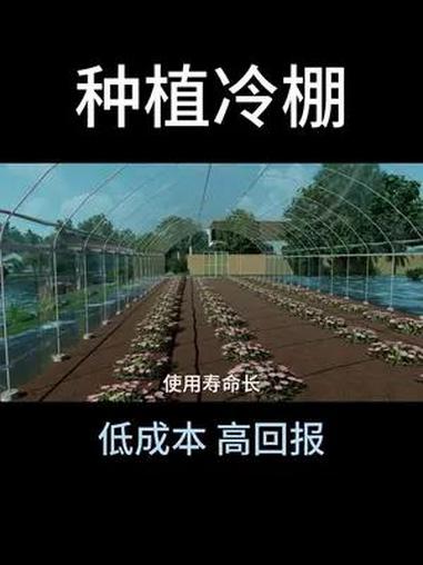 蔬菜种植冷棚 蔬菜种植冷棚 蔬菜棚 冷棚 菜棚 种菜棚 春秋棚