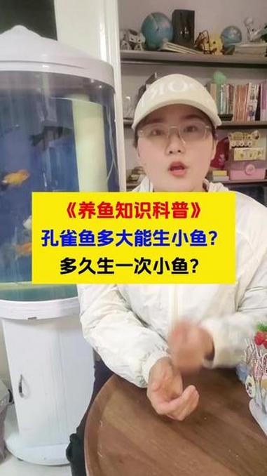 孔雀鱼多久生一次小鱼？孔雀鱼几个月开始成年？孔雀鱼 养鱼日记 养鱼经验分享 水族