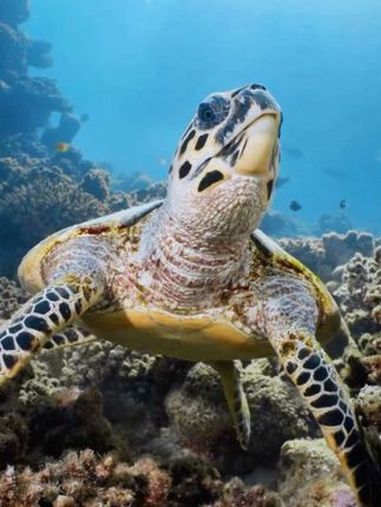 海底世界的动物惬意的生活 鱼儿自由自在的水中游 人与自然和谐共处 奇妙的海洋生物