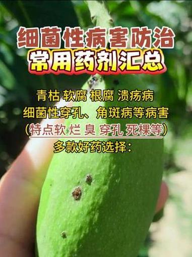 三农 蔬菜种植基地 果树种植 青枯病 细菌性角斑病 细菌性病害防治常用药剂汇总