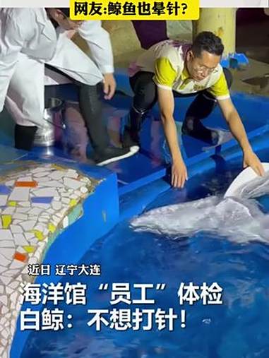 海洋馆体检 鲸鱼:不想打针 海洋馆 鲸鱼