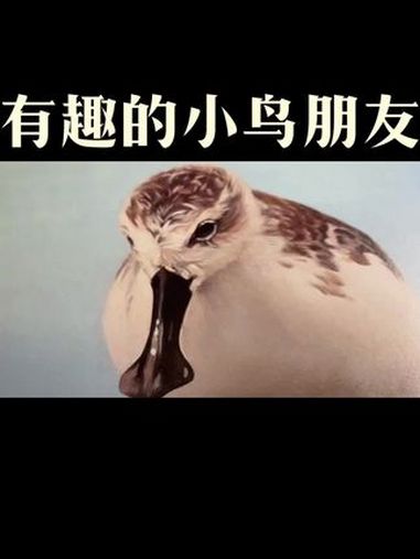 这些鸟你们认识几个?好的作品都是有灵魂的 带你走进画里 生活美学 鸟类实拍 自然艺术作品