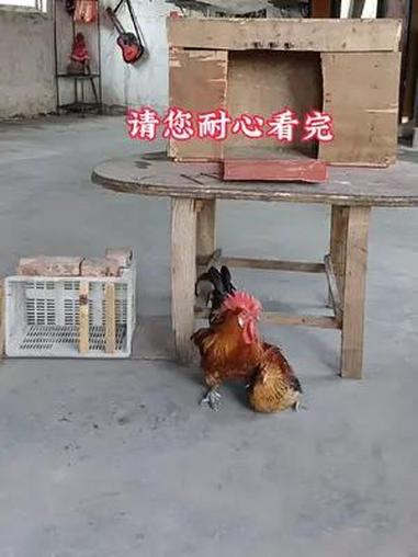 原创周老七 患难夫妻见真情,母鸡的举动感动了所有人