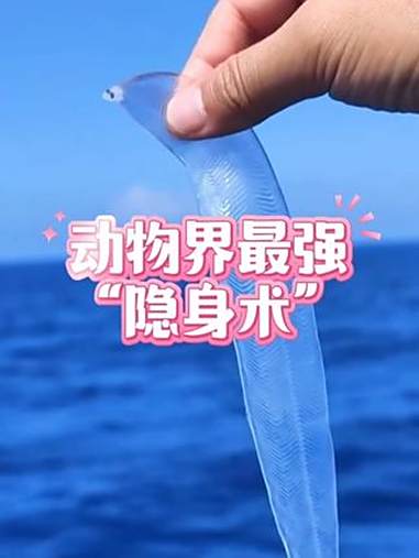 通体透明的柳叶鳗，也太神奇了 日有小暖