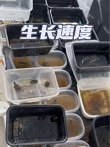 巨头乌龟一年能长多大