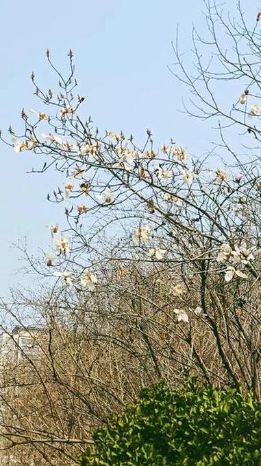 东风吹过玉兰花，小鱼探身探脑瓜#玉兰花 #春已至花已开 #春景 #花开 #白花树