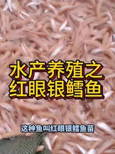 红眼银鳕鱼苗养殖简单,可观赏可食用,吃浮漂菜叶子五谷杂粮。红眼银鳕鱼 红眼银鳕鱼苗 养鱼 