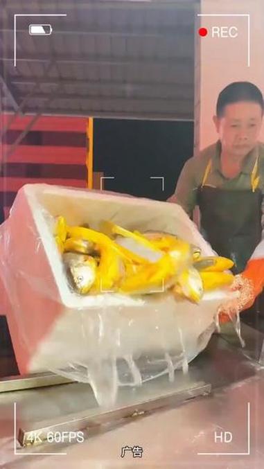 黄花鱼 海鲜 深海鱼