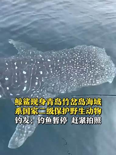 8月4日，山东青岛，钓友在竹岔岛海域海钓时发现一只鲸鲨。据了解，这是世界现存体型最大的鱼类