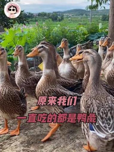 老鸭家真是满门忠烈啊 烤鸭 鸭子 鸭货 美食 鸭子的一百种吃法