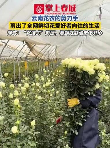 云南花农的剪刀手，剪出了全网鲜切花爱好者向往的生活！（来源：@臣萱花卉玫瑰种植基地）#云南