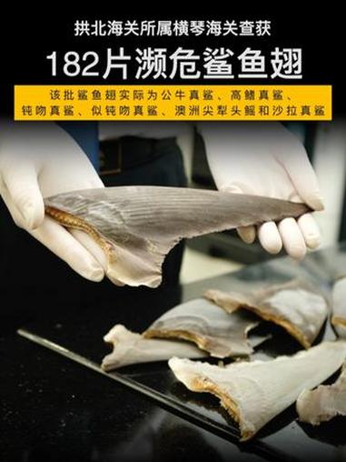 「拱北海关查获182片濒危鲨鱼翅」海关关员对进境车辆开展监管时,在一辆跨境客车后备箱两个黑