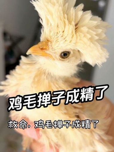 这是个啥?在线等,挺急的!萌宠出道计划 动物的迷惑行为 这只小鸡看上去不太聪明的样子