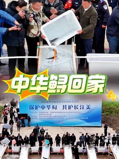 「中华鲟回家」3月28日是第五个中华鲟保护日,农业农村部在安徽安庆市组织开展中华鲟增殖放流