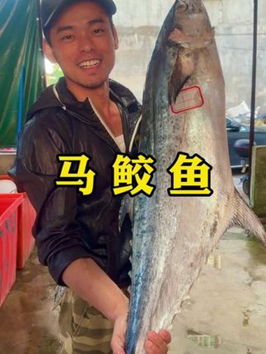 新鲜的马鲛鱼回来了,今天渔船抓到扁鲛、快来 马鲛鱼 渔民生活实拍 海鲜原产地 大海的馈赠