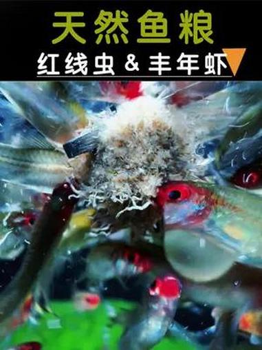 什么鱼都喜欢吃的天然鱼粮,红线虫和丰年虾 红线虫 丰年虾 喂鱼 鱼粮 养鱼日记