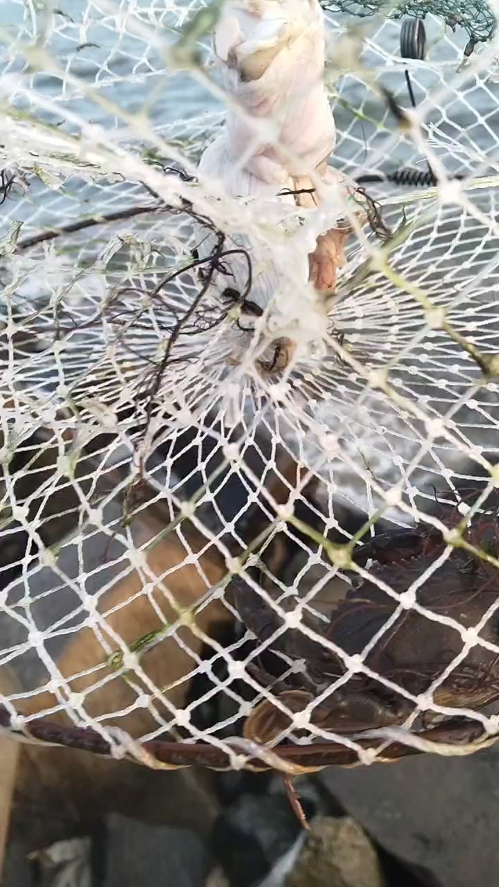 正宗渤海湾红夹子