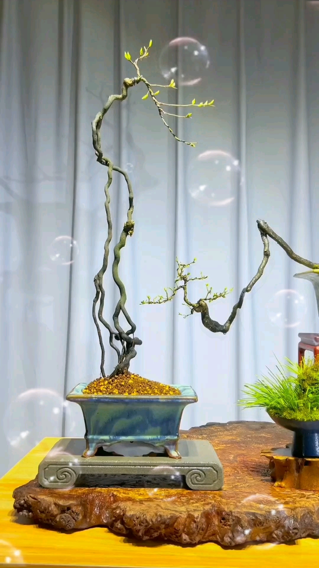 鸡爪根盆景制作