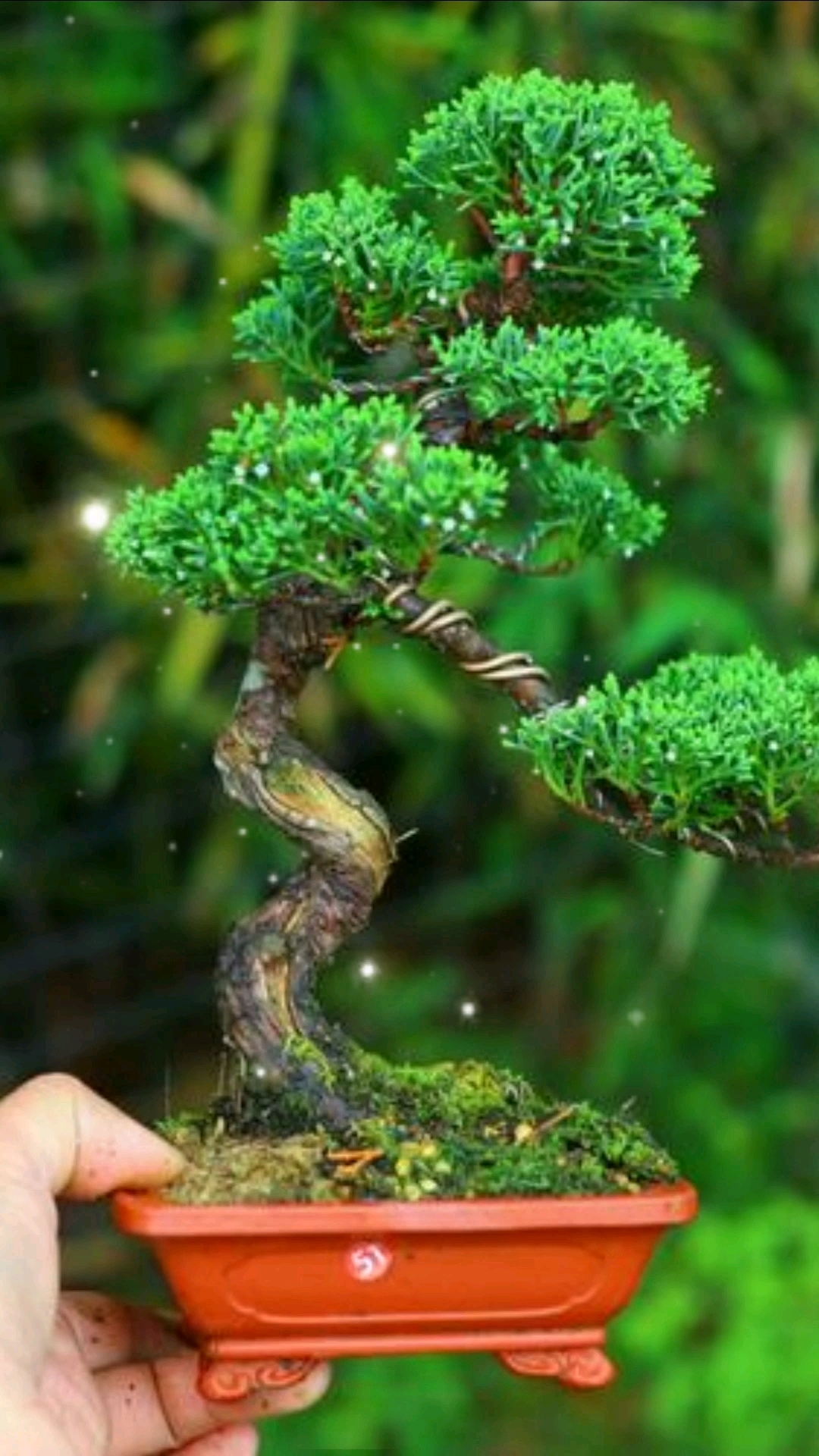 鱼缸盆景