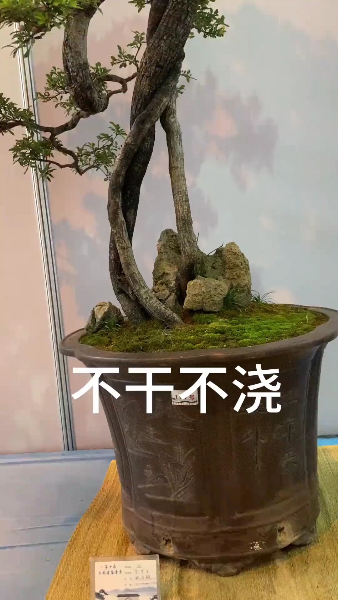 提根盆景艺术欣赏