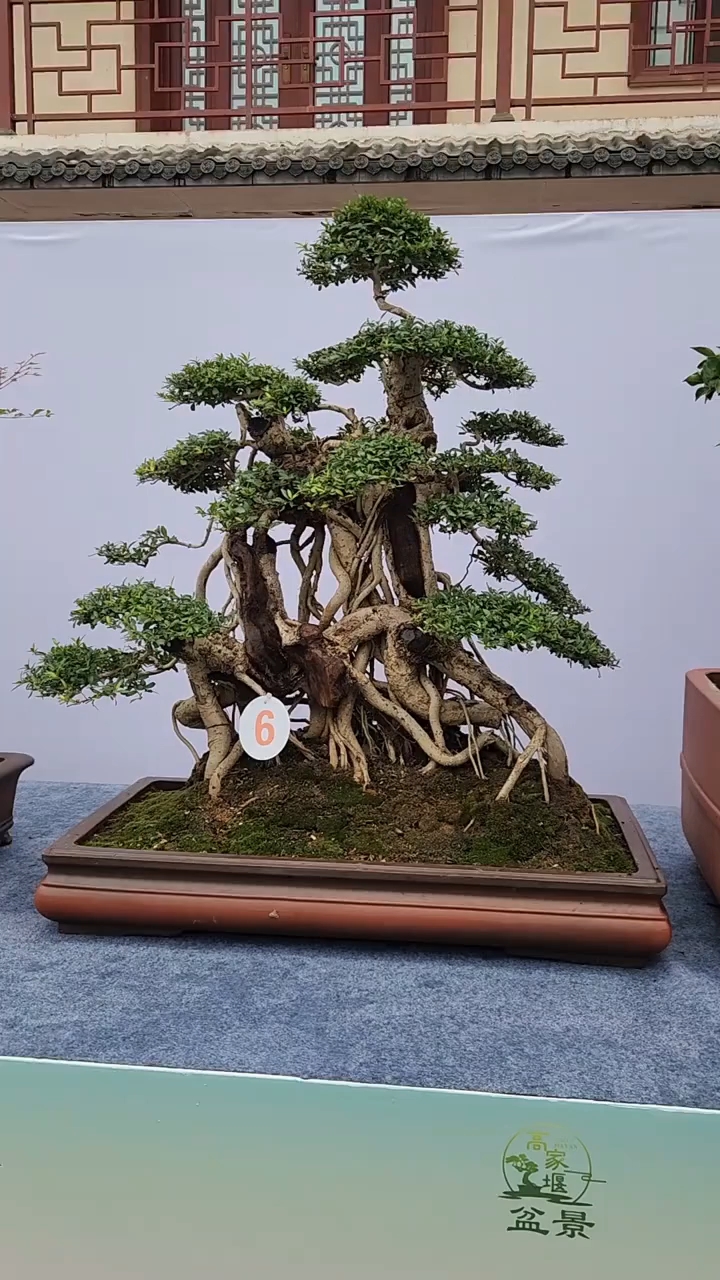 提根盆景欣赏