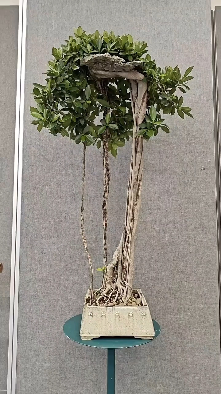 高提根盆景欣赏