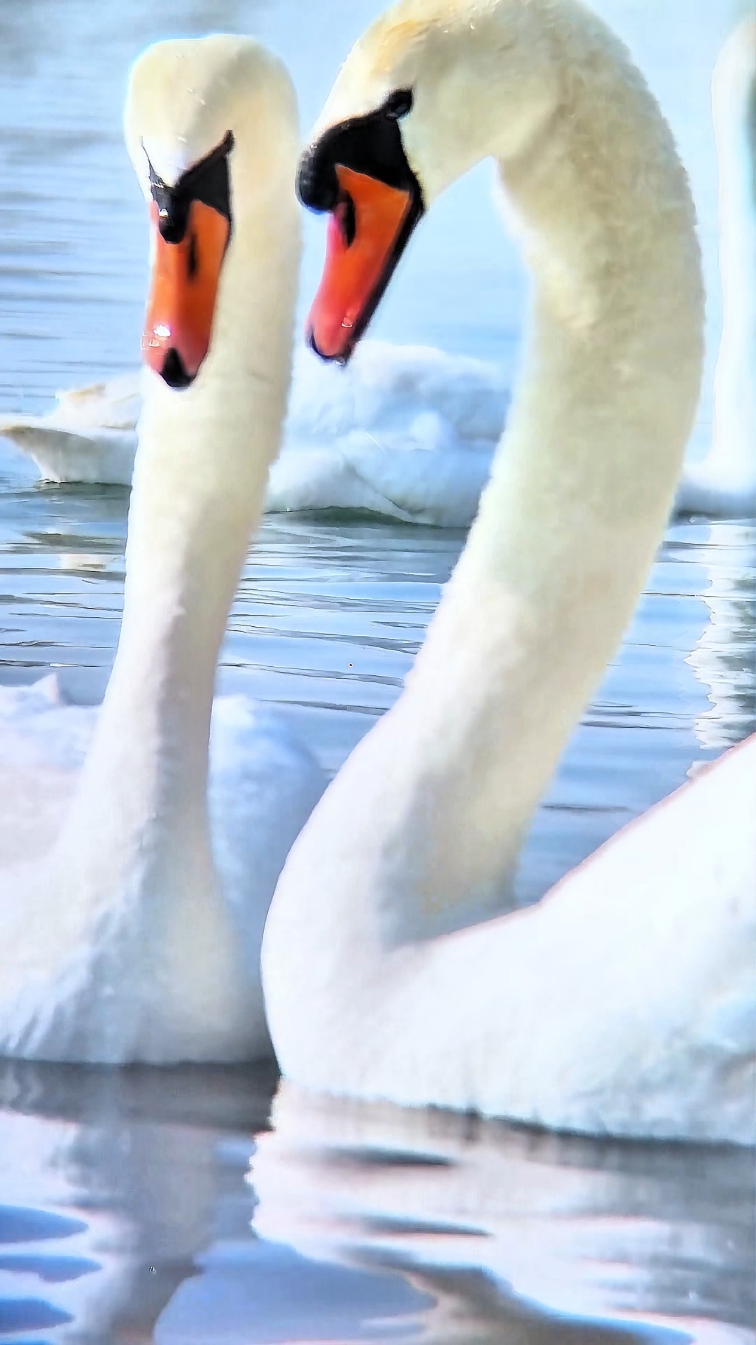 伊宁县撒拉村的天鹅湖