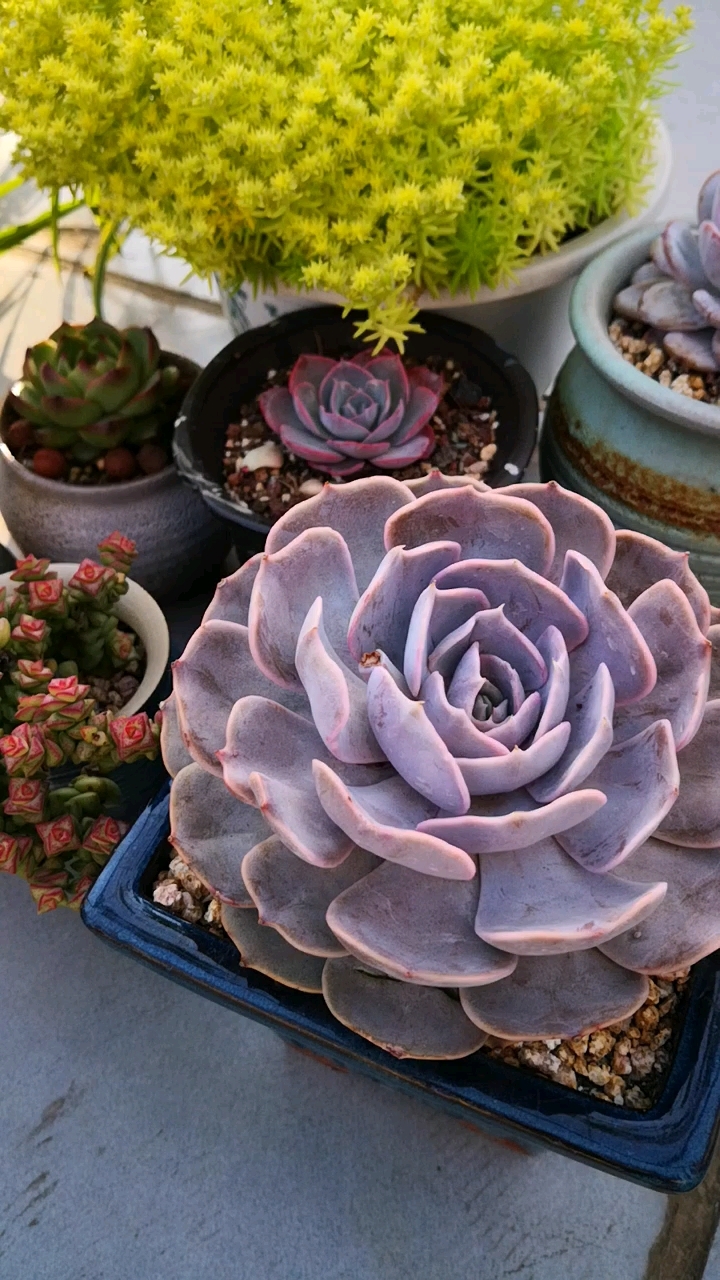 美肉欣赏,视频中多肉品种有双子座,小米星,粉天使,月亮石等