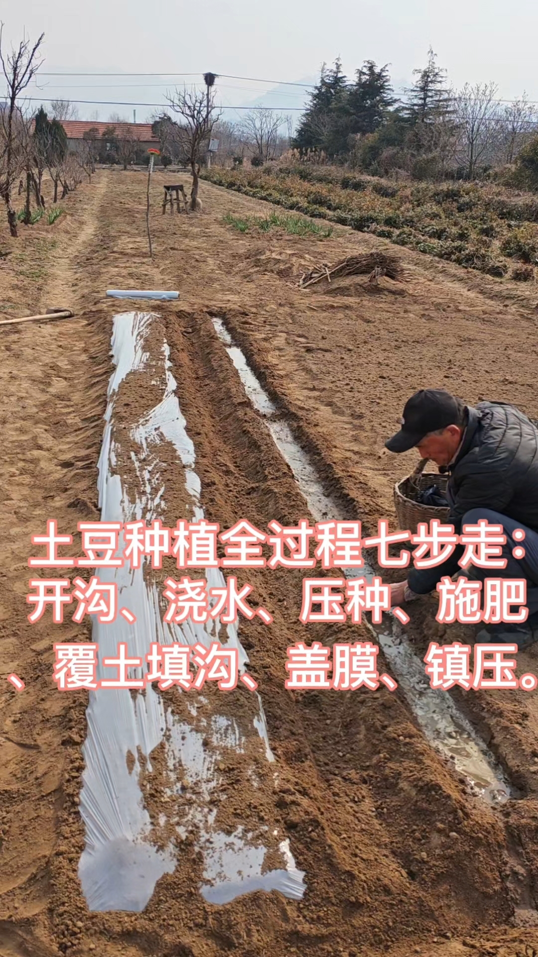 土豆种植全过程（行距70公分），含技术要点